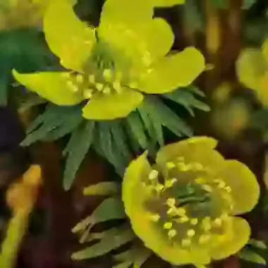 Cilicica